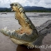 crocodile_american_tar_h_1129_cos2077_rv.jpg
